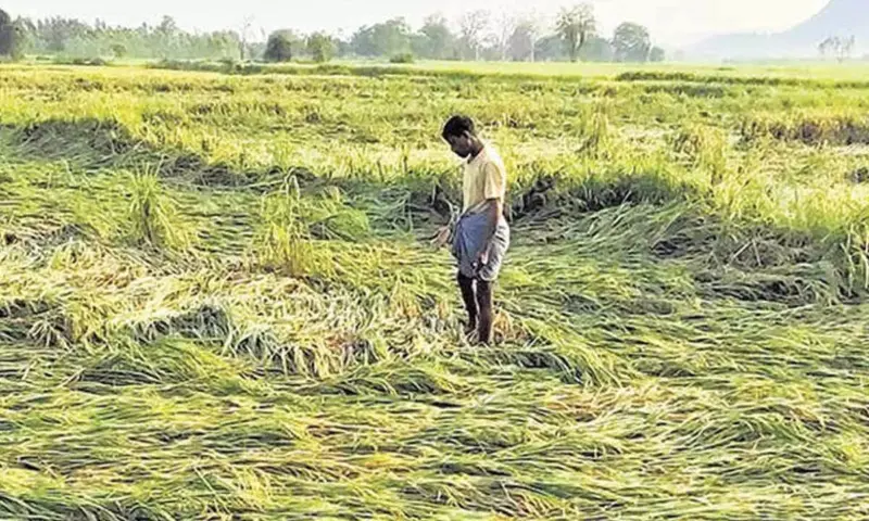 Mann orders assessment of crop damage, assures compensation