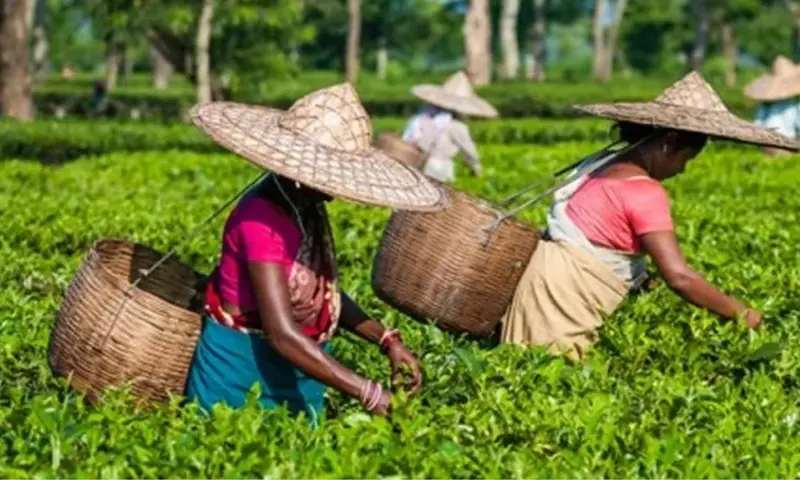 Tea Beyond the Cup: Tocklai workshop opens new income pathways for Assam Women