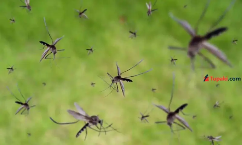 Google Plans to Release 32 Million Mosquitoes in California; Here's Why