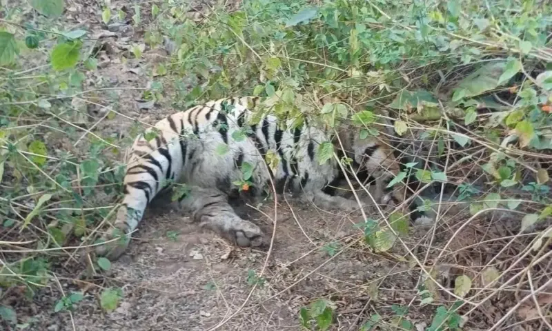 MP/ Radio Collar Fitted With Tigress, Slain In MP Reserve, Hacked? Probe Demanded