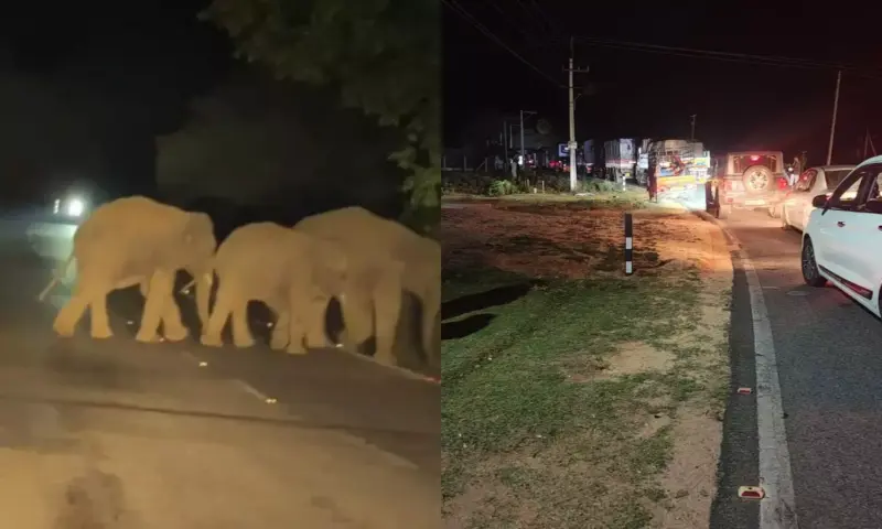 Bhakarapet: భాకరాపేట ఘాట్ రోడ్డులో అర్ధరాత్రి హైడ్రామా.. బైకర్ను వెంటాడిన ఏనుగులు!