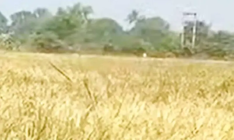 Delayed irrigation scheme cripples local farming