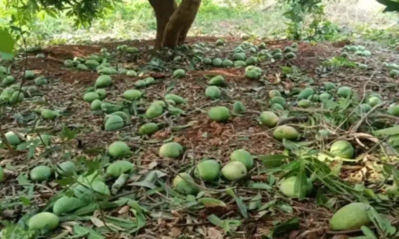 Nellore: చేతికందిన మామిడి పంట కళ్లముందే నాశనం.. రైతుల ఆవేదన