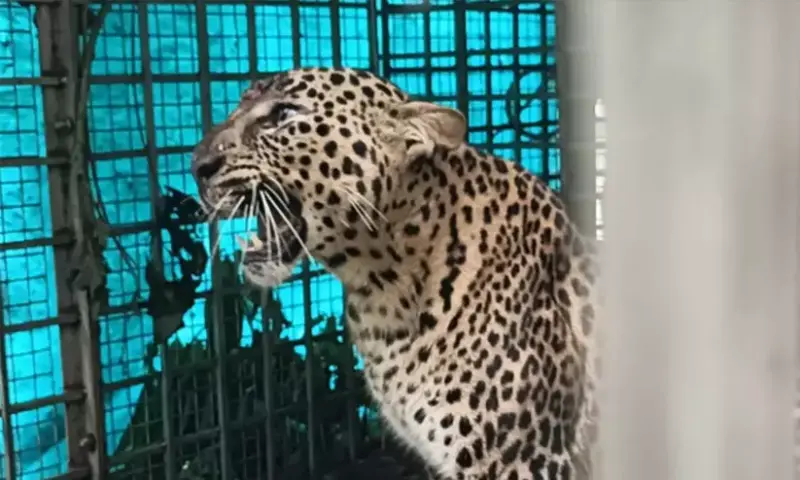 മൂന്നു ദിവസമായി പനമരം ഓടക്കൊല്ലിയില്‍ ഭീതി പരത്തിയ പുലി ചത്തു