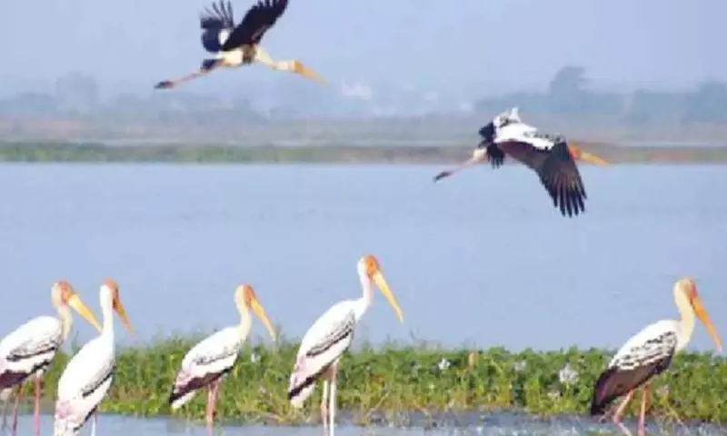 State seeks Centre's nod to shrink Kolleru Sanctuary boundaries