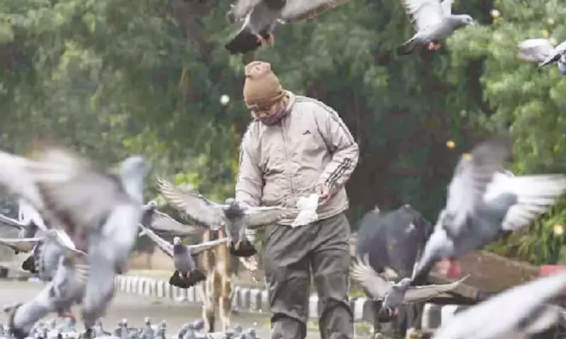 NDMC maps pigeon, stray dog feeding spots, ramps up sanitation