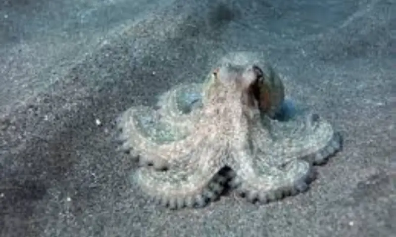 Scientists Reveal 300-Million-Years Old Fossil Isn't World's Oldest Octopus But THIS Animal!