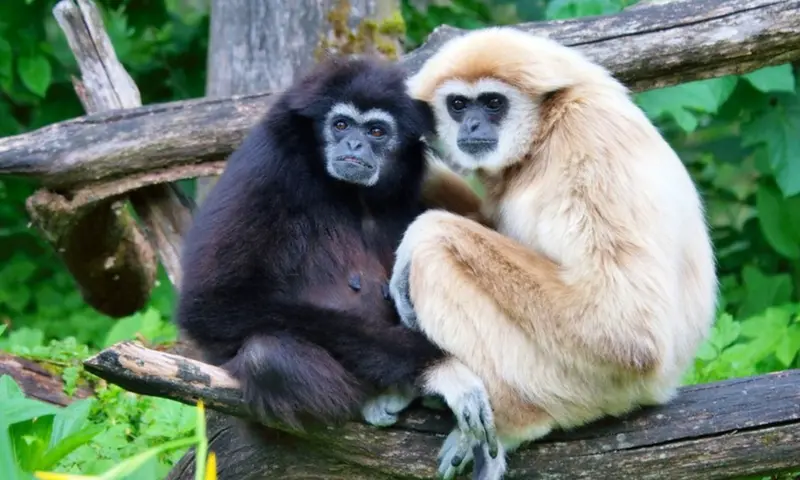 Assam highlights Western Hoolock Gibbon conservation on International Gibbon Day