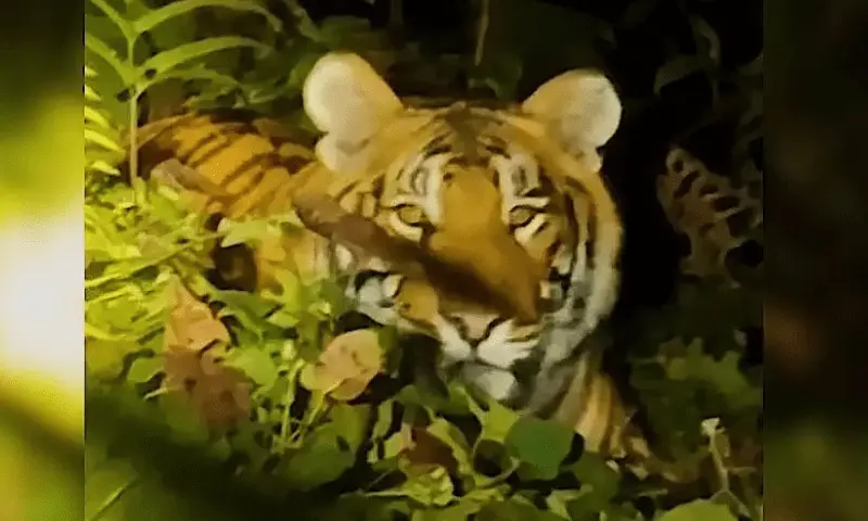 Arunachal: Deputy CM Chowna Mein blames forest department for Dibang Valley tiger attack