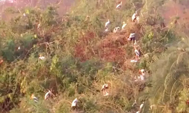 Siberian migratory birds transform Gargayapuram tank