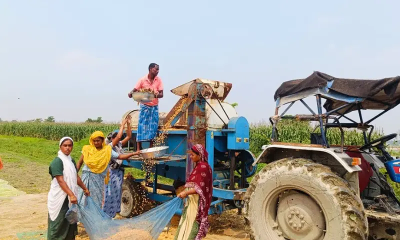 From paddy to golden grain, Assam's maize farmers hit by pests and erratic weather