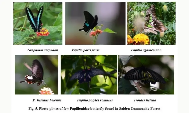Meghalaya community forest turns butterfly hotspot, rare species recorded