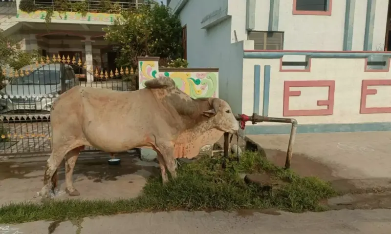 Proddatur: ఎండలకు అడుగంటిన భూగర్భ జలాలు.. మూగజీవాల విలవిల