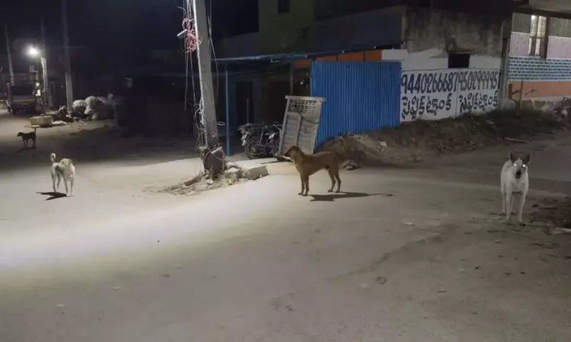 Madanapalle: రామసముద్రంలో వీధి కుక్కల స్వైర విహారం భయం గుప్పిట్లో జనం!
