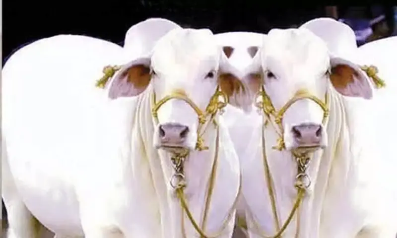 Rural India needs tax reform, not just schemes