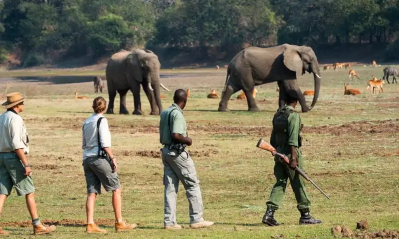 Zambia Walking Safari: జాంబియా సఫారిలో నడక ప్రయాణం... ప్రపంచ యాత్రికుల సాహసం