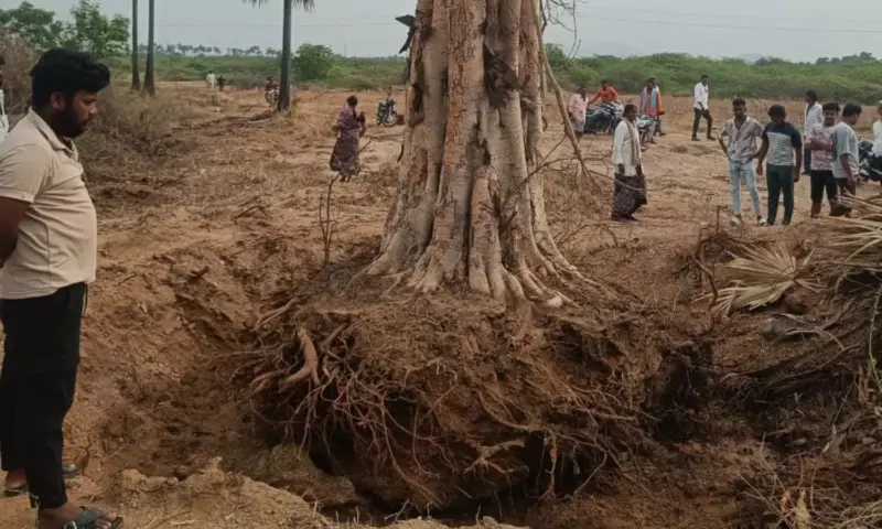 Mundlamuru: 20 రోజుల క్రితం కొట్టేసిన చెట్టు.. రాత్రికి ఎలా నిలబడింది!