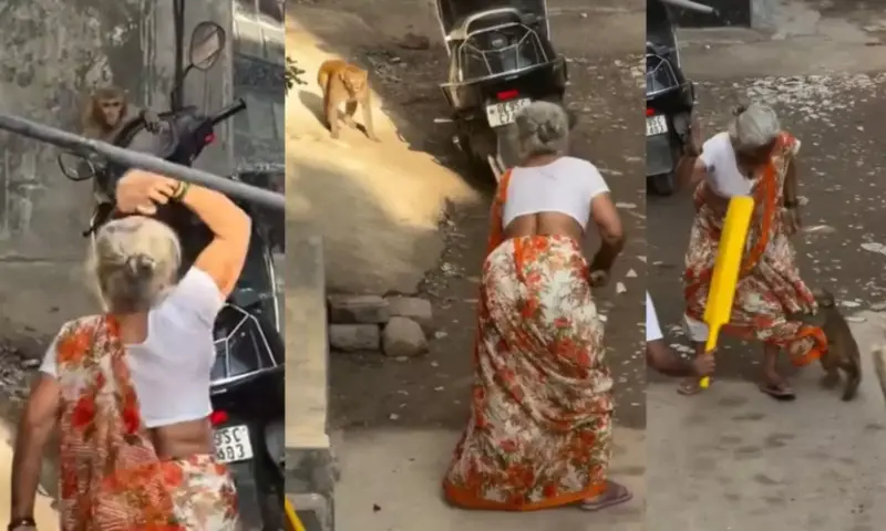 Viral Video: అవ్వ వర్సెస్ కోతి.. చీర లాగుతూ చుక్కలు చూపించింది!