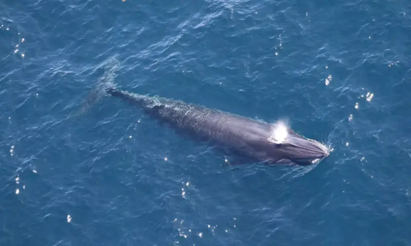 Trump Officials Exempt Gulf Drilling from Species Rules