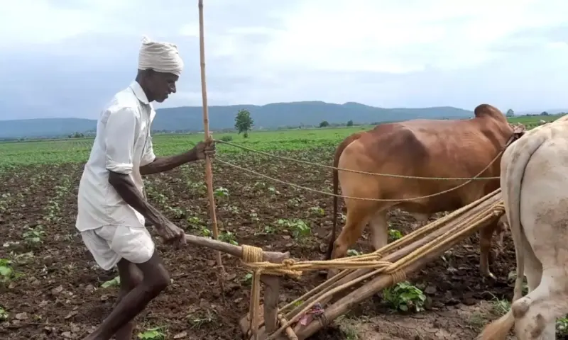 Soil Fertility: వేసవిలో భూమిని సారవంతం చేసే సులభమైన పద్ధతులు