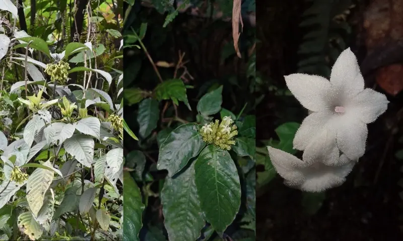 Arunachal Pradesh's hidden forests reveal three fragile new species