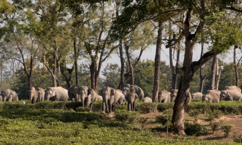 Organised crop-guarding in Assam linked to higher elephant deaths, study finds
