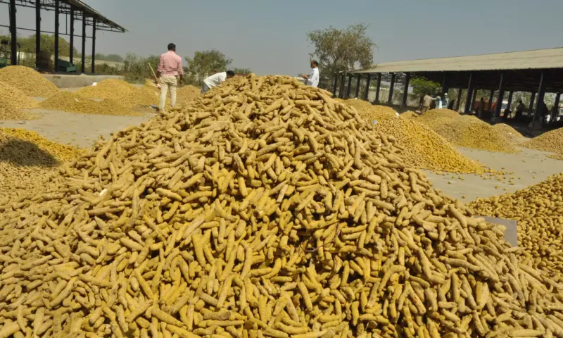 Turmeric Prices Hit Record High of ₹16,000 In Nizamabad