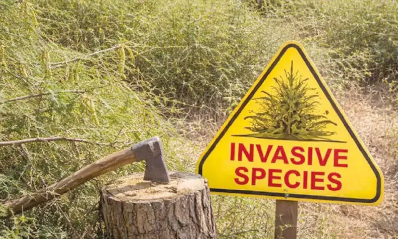 Invasive prosopis juliflora spreads across State, raising ecological alarm