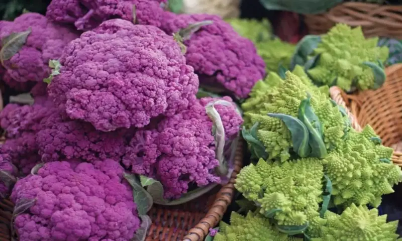 Cabbage: పర్పుల్ క్యాబేజీ గురించి విన్నారా..? ఆరోగ్యానికి ఆరోగ్యం.. డబ్బుకు డబ్బు
