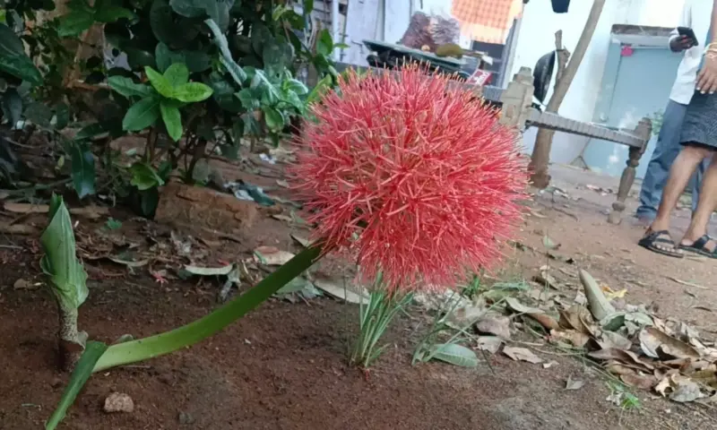 Mahabubabad: బ్లడ్ లిల్లీని చూసేందుకు కేసముద్రంలో స్థానికుల ఆసక్తి