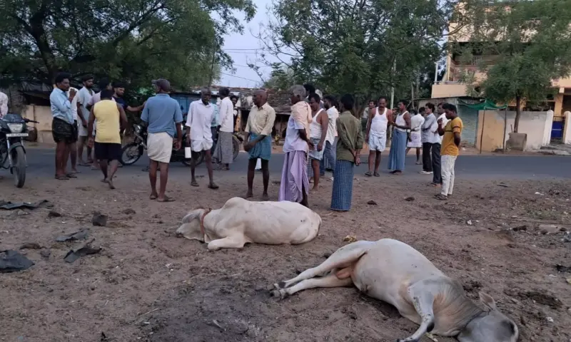 Adilabad: పశువులకు మత్తు ఇంజక్షన్.. చోరీకి యత్నం..