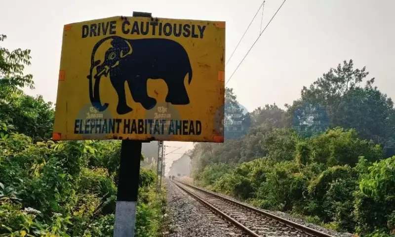 Centre identifies 110 rail stretches for wildlife safety, 705 measures planned