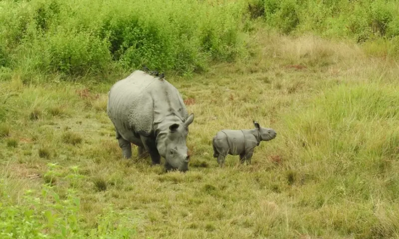 Assam: Reintroduced rhinos breed in Manas, but recovery remains fragile