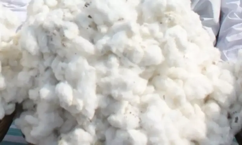 Cabinet okays 'Mission for Cotton Productivity' with Rs 5,659 crore outlay