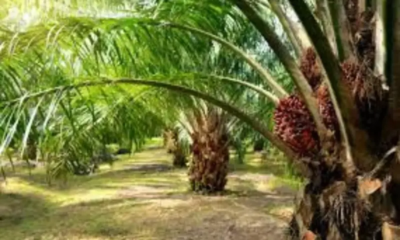 Oil Palm: ఒకసారి నాటితే 25 ఏళ్ల పాటు కాసుల వర్షం