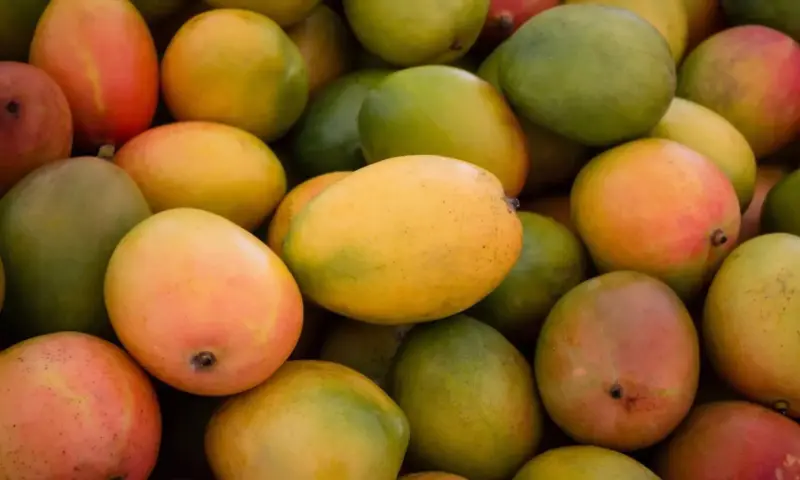 Mangoes: మామిడి పండ్లను తినేముందు 30 నిమిషాలు ఎందుకు నానబెట్టాలి?