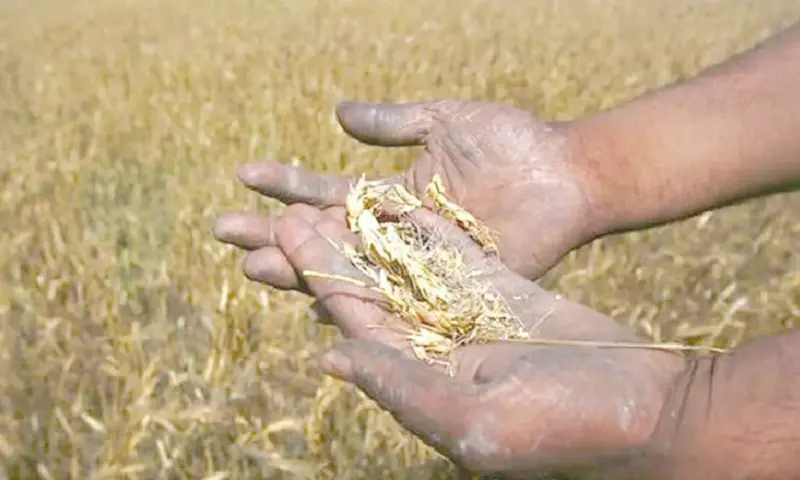10K farmers to receive Rs 75,000 per hectare