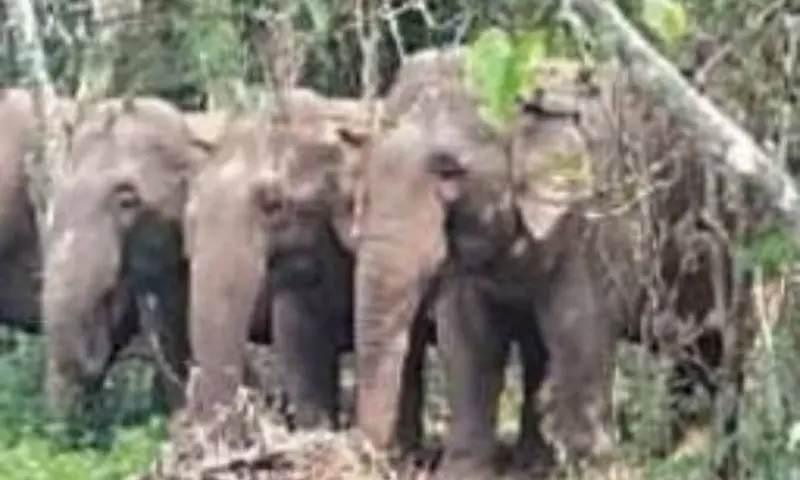 ଗଜପତି ଜିଲ୍ଲା ର ଆନ୍ଧ୍ର ସୀମାନ୍ତରେ ୪ ଟିକିଆ ଜଙ୍ଗଲୀ ହାତୀପଲ ବିଚରଣ ନେଇ ଅଞ୍ଚଳବାସୀ ଆତଙ୍କିତ