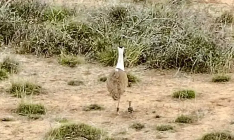 Great Indian Bustard Chick Born in Kutch After a Decade