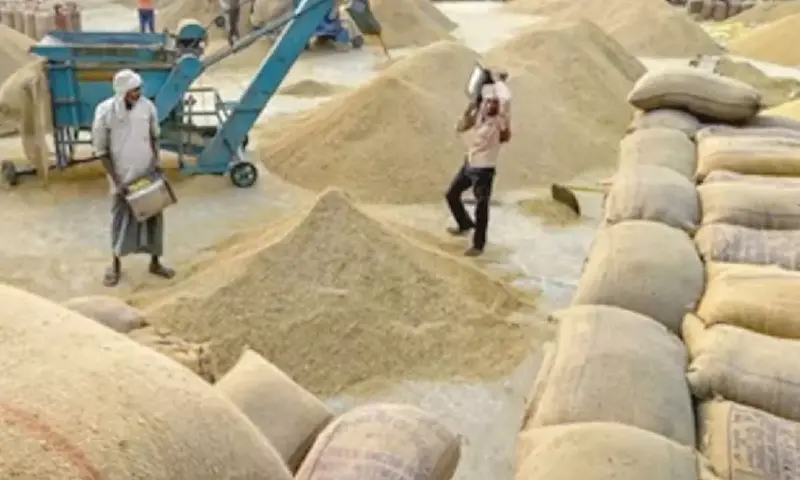 Govt greenlights Rs1,800 cr loan for paddy procurement