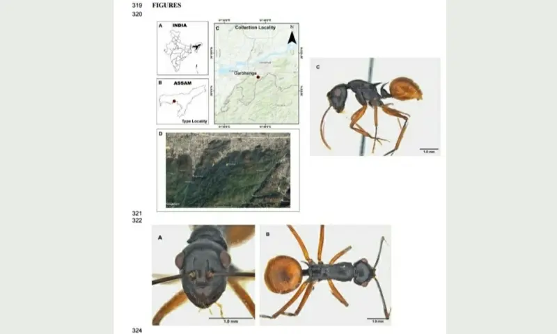 Assam: New species of spiny ant discovered in Guwahati's Garbhanga Reserve Forest