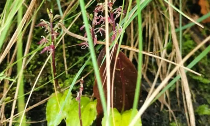 Rare orchid species found in Arunachal Pradesh, first record outside China