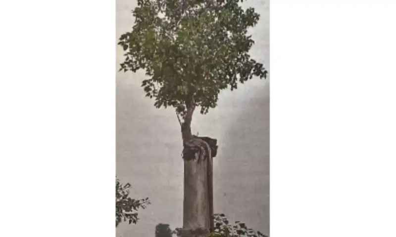 Sangam: చెర్లోవంగల్లులో ప్రకృతి వింత.. మొండిగోడపై రావి వృక్షం