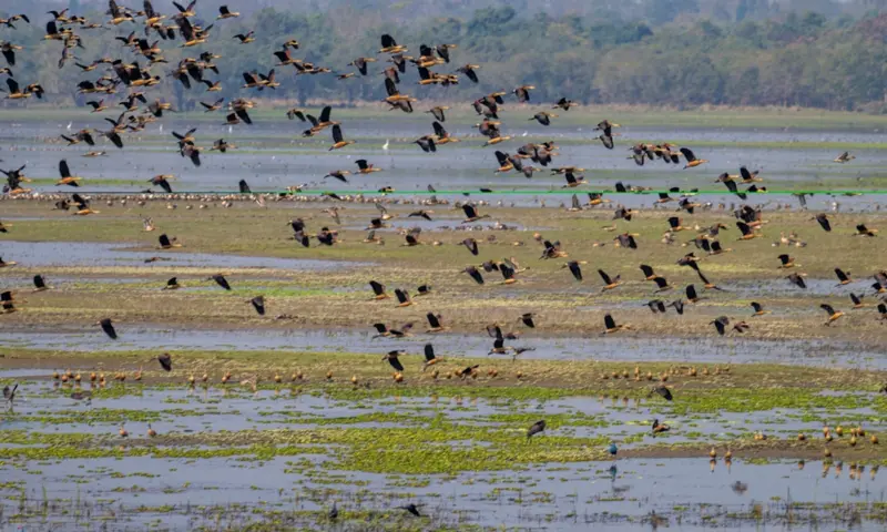 Waterbird Count 2026 underway in Kaziranga to monitor Assam's wetland birds