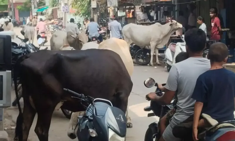 Markapuram: వీధి కుక్కల బెడద.. భయం భయంలో పట్టణ ప్రజలు