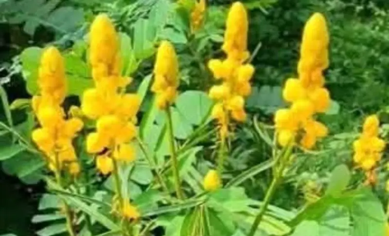சீமை அகத்தி முக்கிய மருத்துவப் பயன்கள்..!!