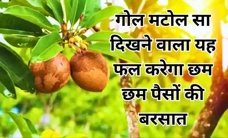 Profitable Farming: The Benefits of Growing Chikoo