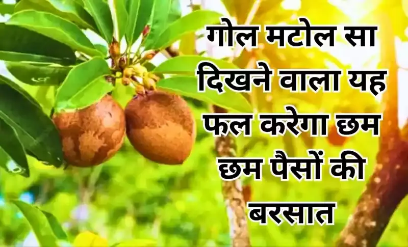 ​​गोल मटोल सा दिखने वाला यह फल करेगा छमा छम पैसों की बरसात छोटे से जमीन के टुकड़े में बन जाओगे अंबानी​​