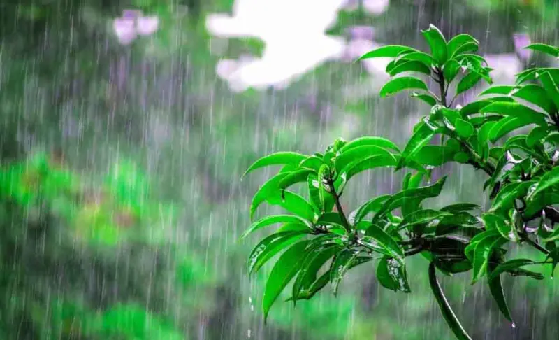 HP Weather : छह जिलों में ओलावृष्टि-तूफान का ऑरेंज अलर्ट, कल तक जारी रहेगा बारिश-बर्फबारी का दौर - Divya Himachal
