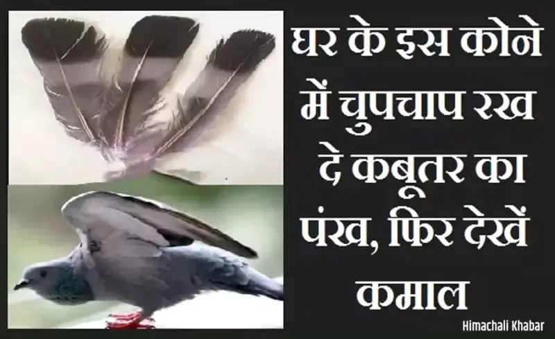 ​​​घर के इस कोने में चुपचाप रख दे कबूतर का पंख, फिर देखें कमाल​​​​​​​